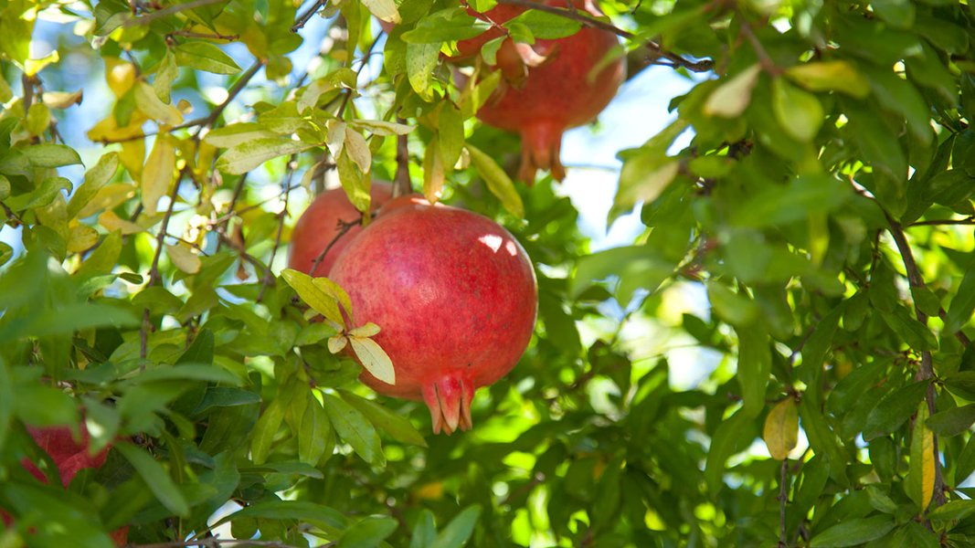 NaPoWriMo Day 24 – Pomegranate- Rubies of Red
