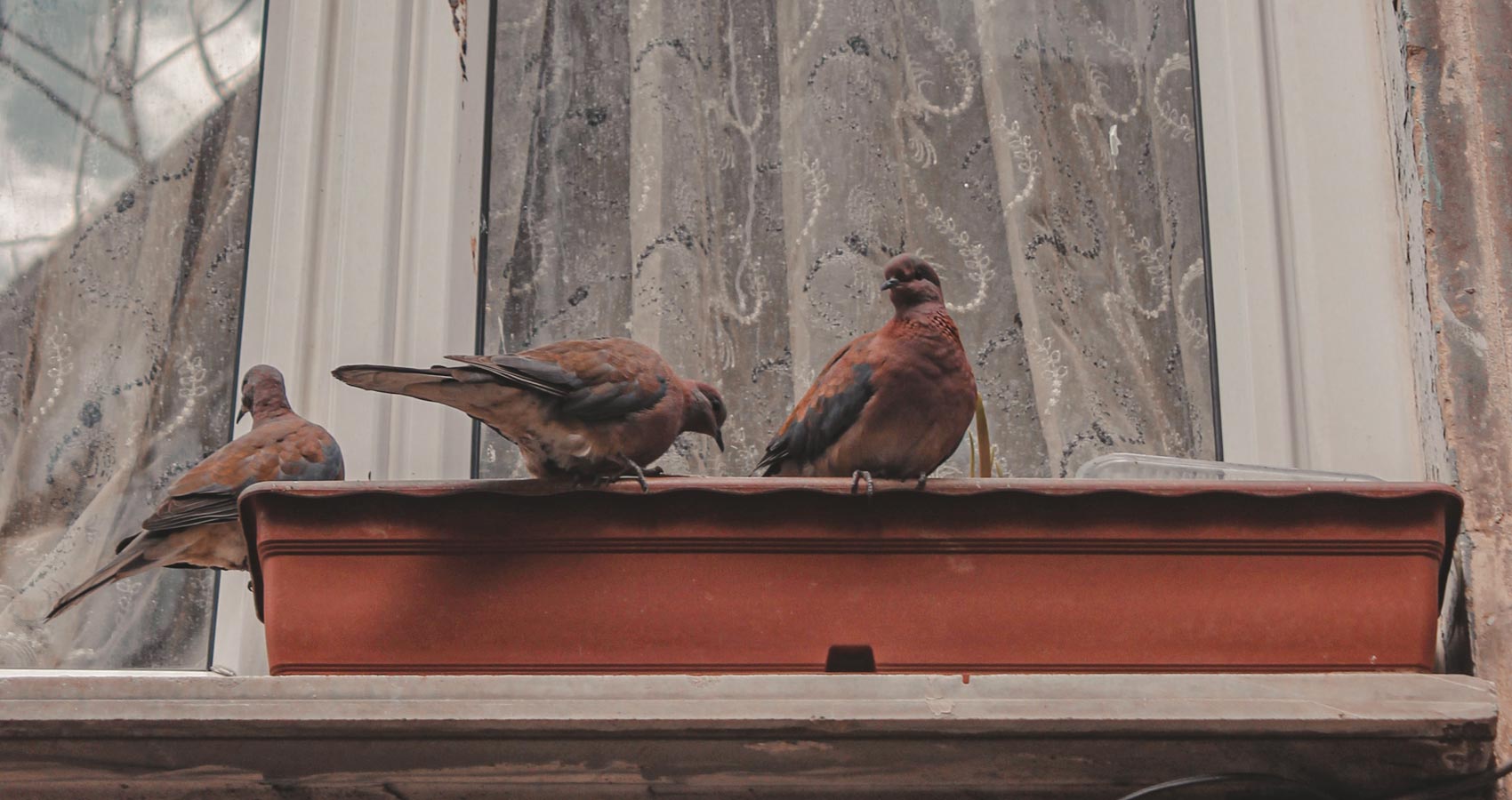 Published: Ye Birds on my Window sill